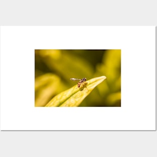 Calligrapher fly on leaf Posters and Art